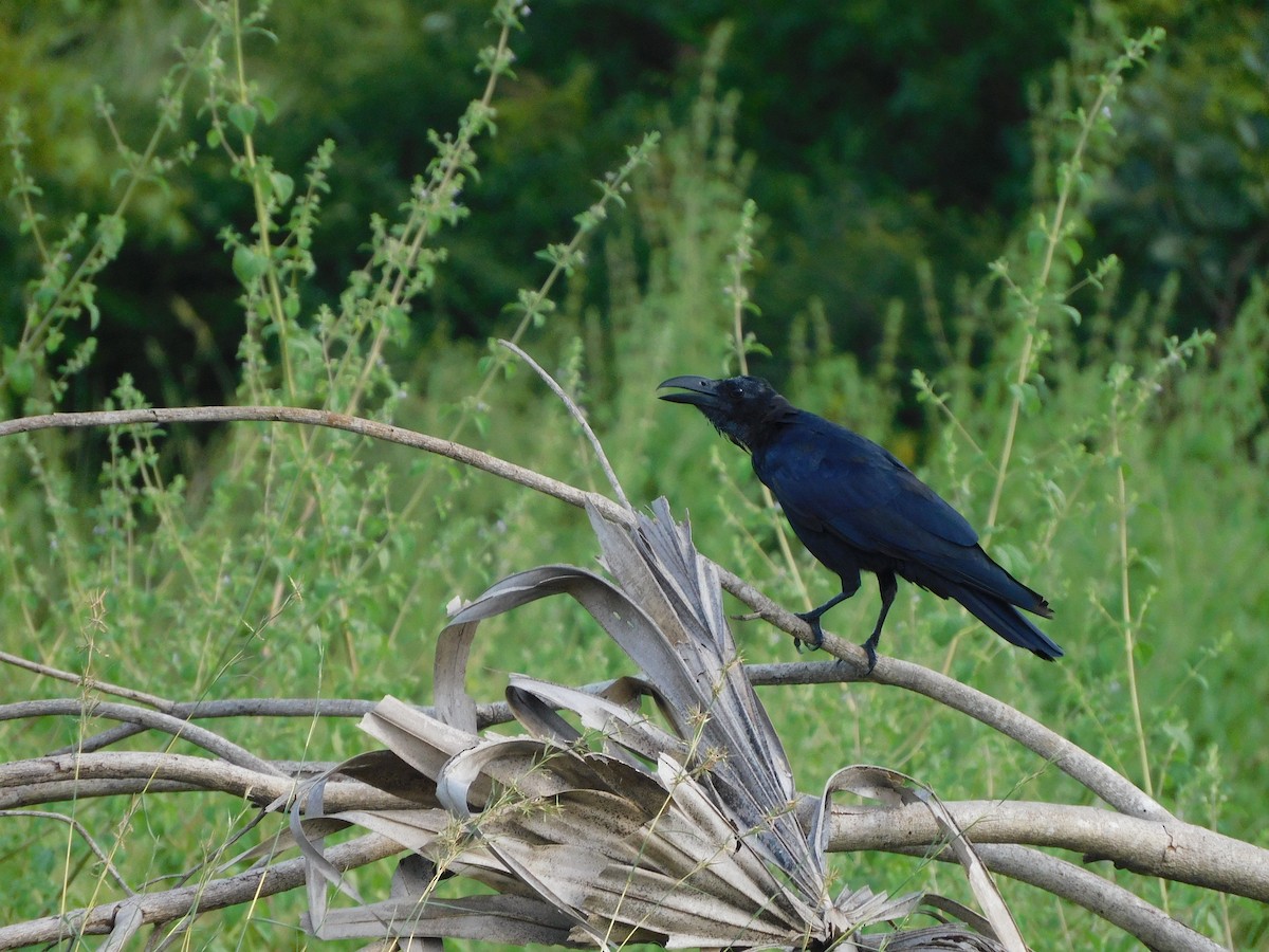 Large-billed Crow (Indian Jungle) - ML644687442