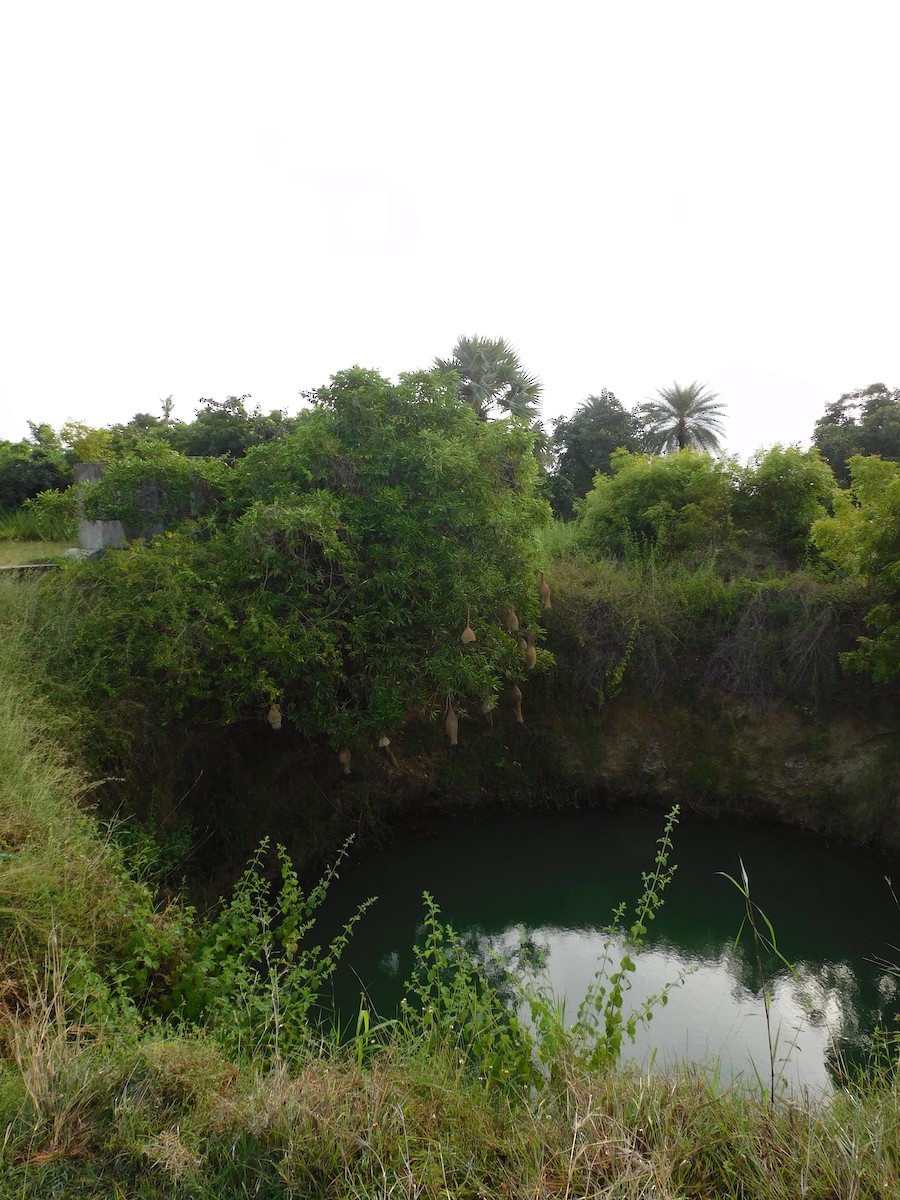 Baya Weaver - ML644687448