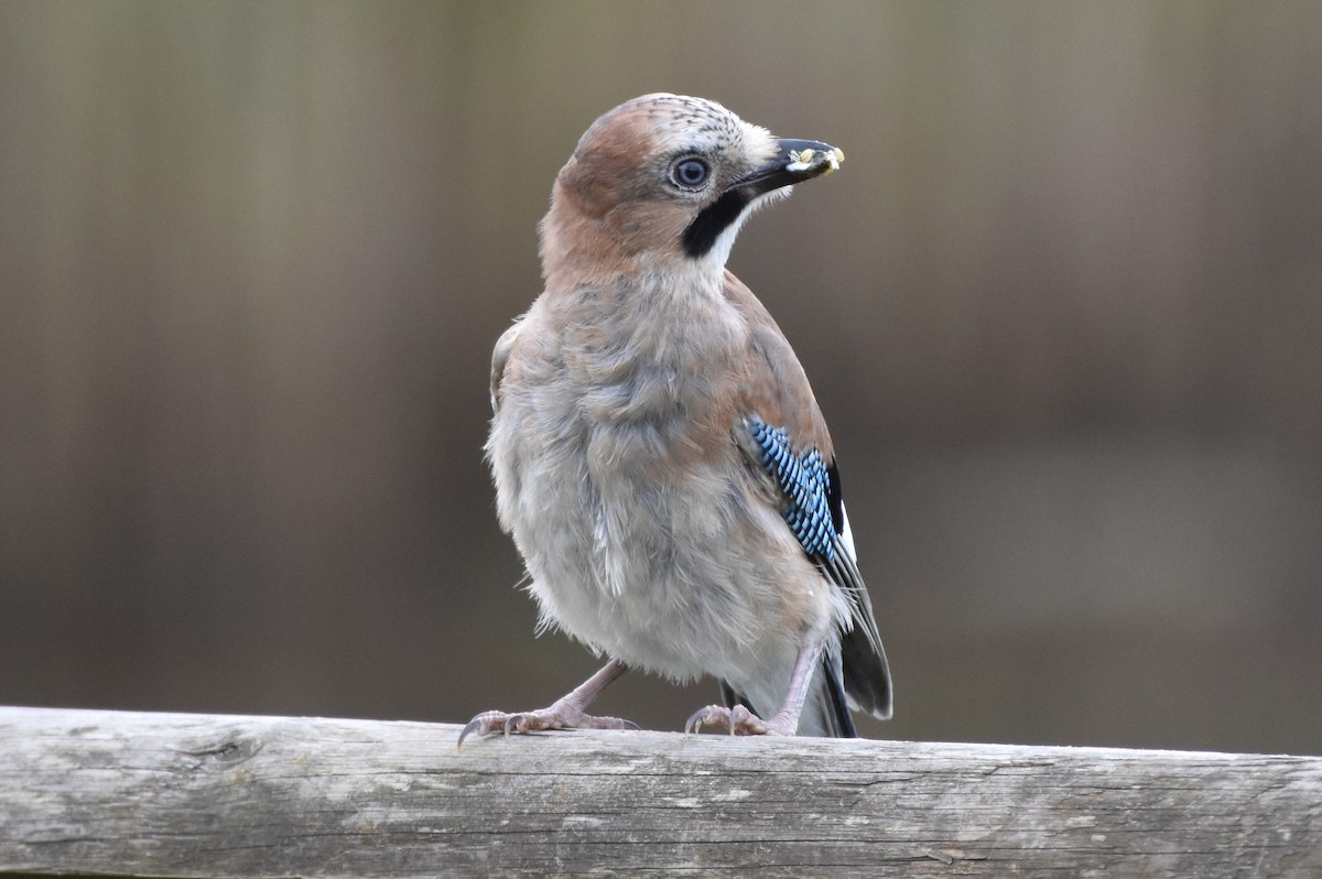 Eurasian Jay - ML644687449
