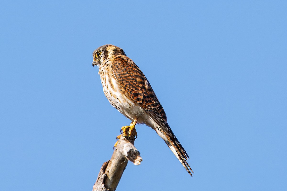 American Kestrel - ML644687450