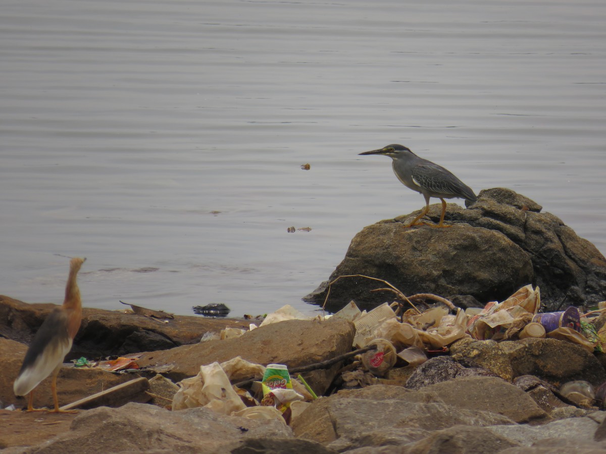 Javan Pond-Heron - ML644687451