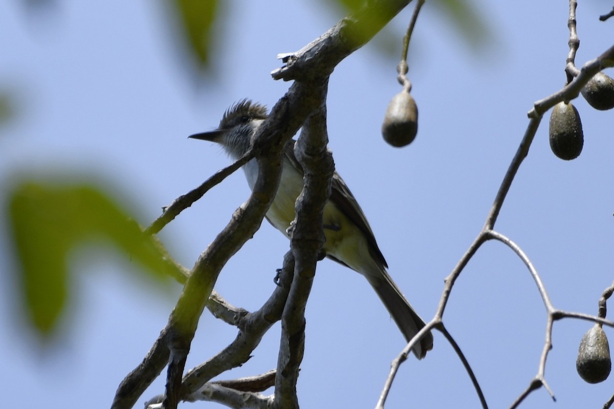 Brown-crested Flycatcher - ML644687453
