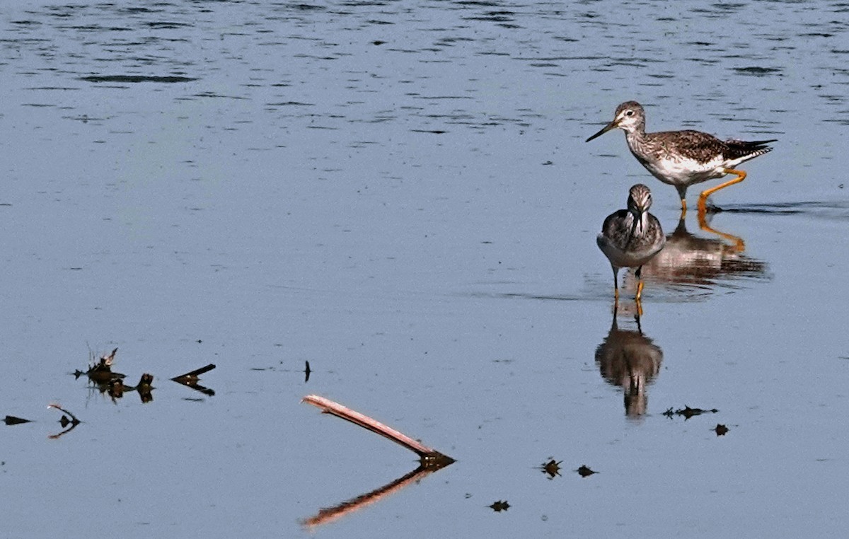 Greater Yellowlegs - ML644687454