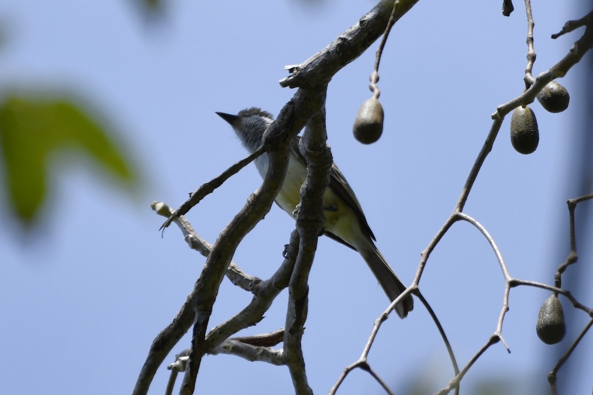 Brown-crested Flycatcher - ML644687456