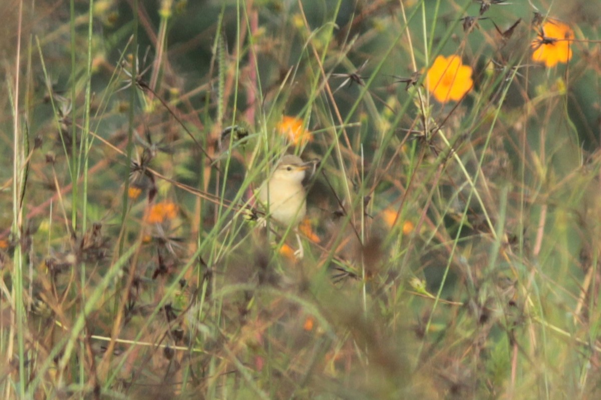 Plain Prinia - ML644687458