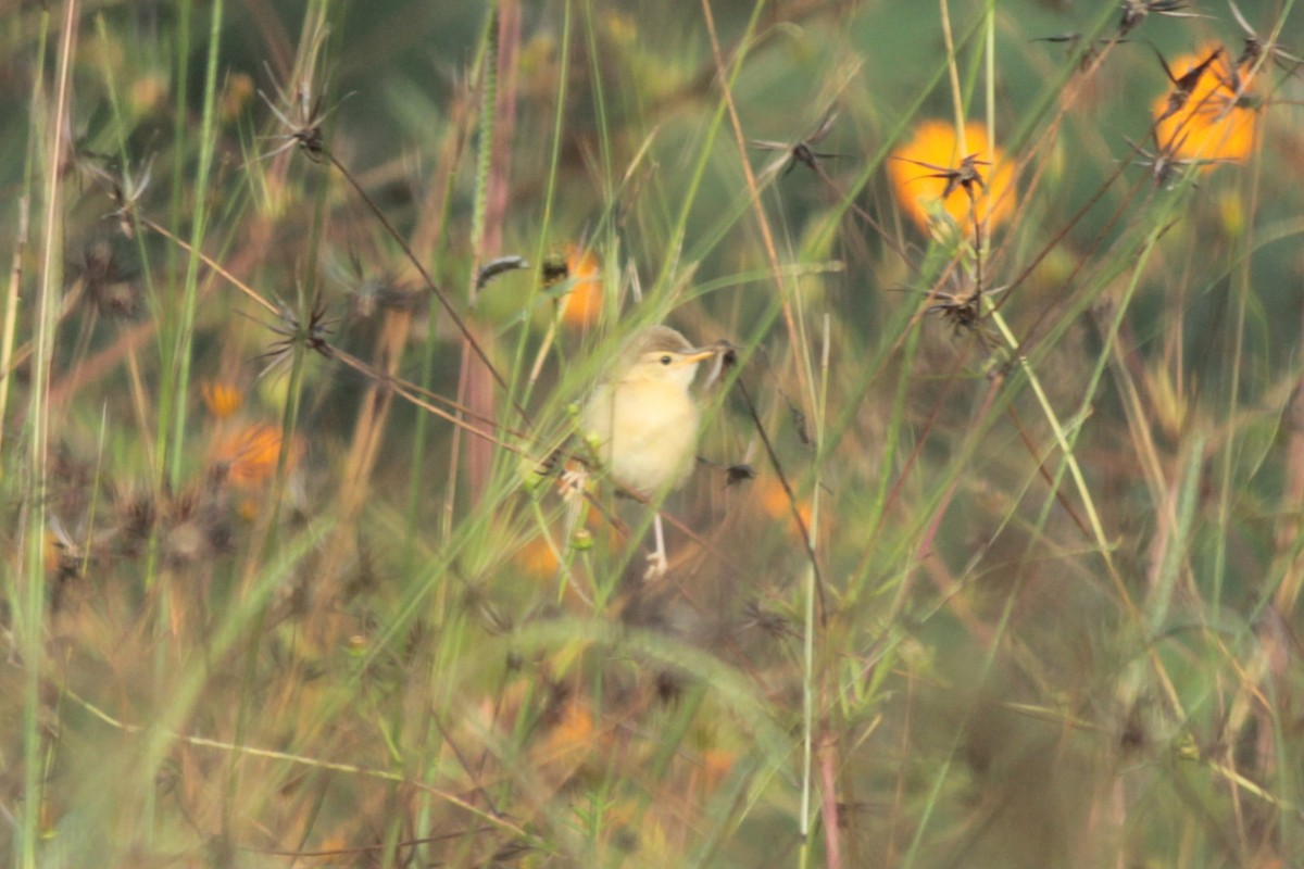 Plain Prinia - ML644687459