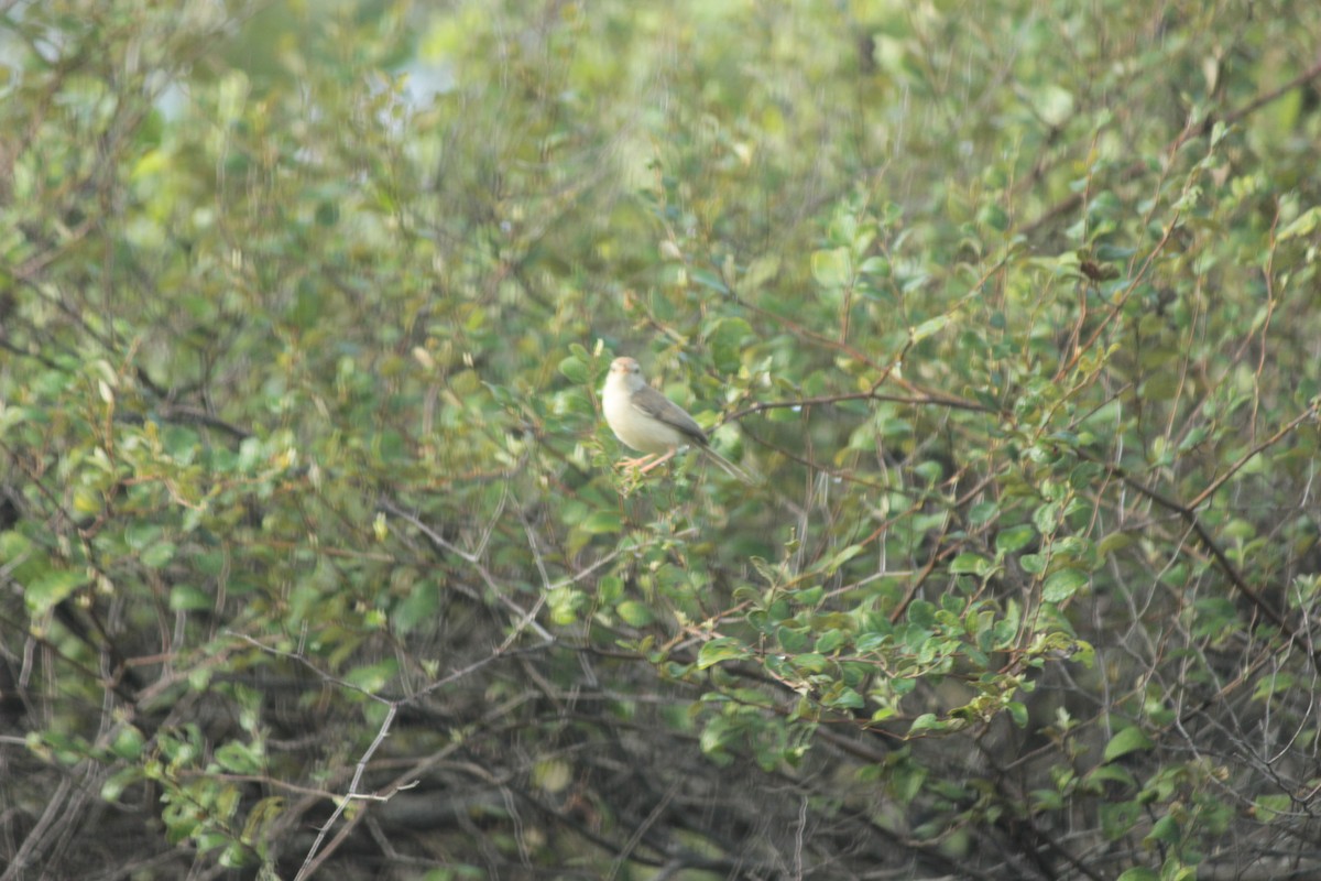 Plain Prinia - ML644687460