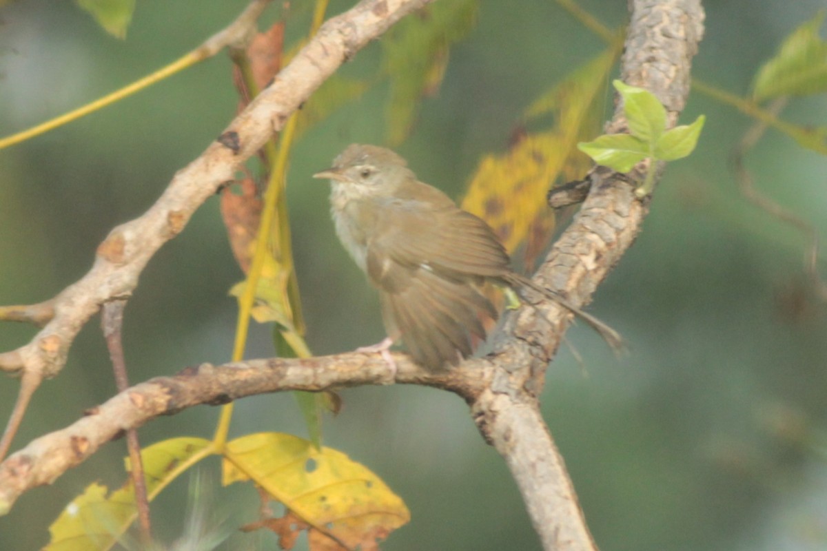Plain Prinia - ML644687461