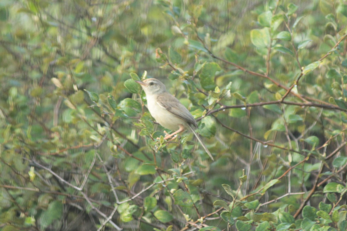 Plain Prinia - ML644687462