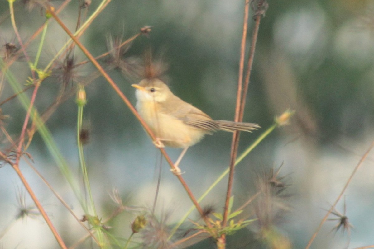 Plain Prinia - ML644687463
