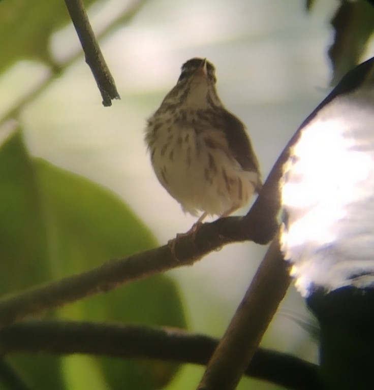 Louisiana Waterthrush - ML644687464