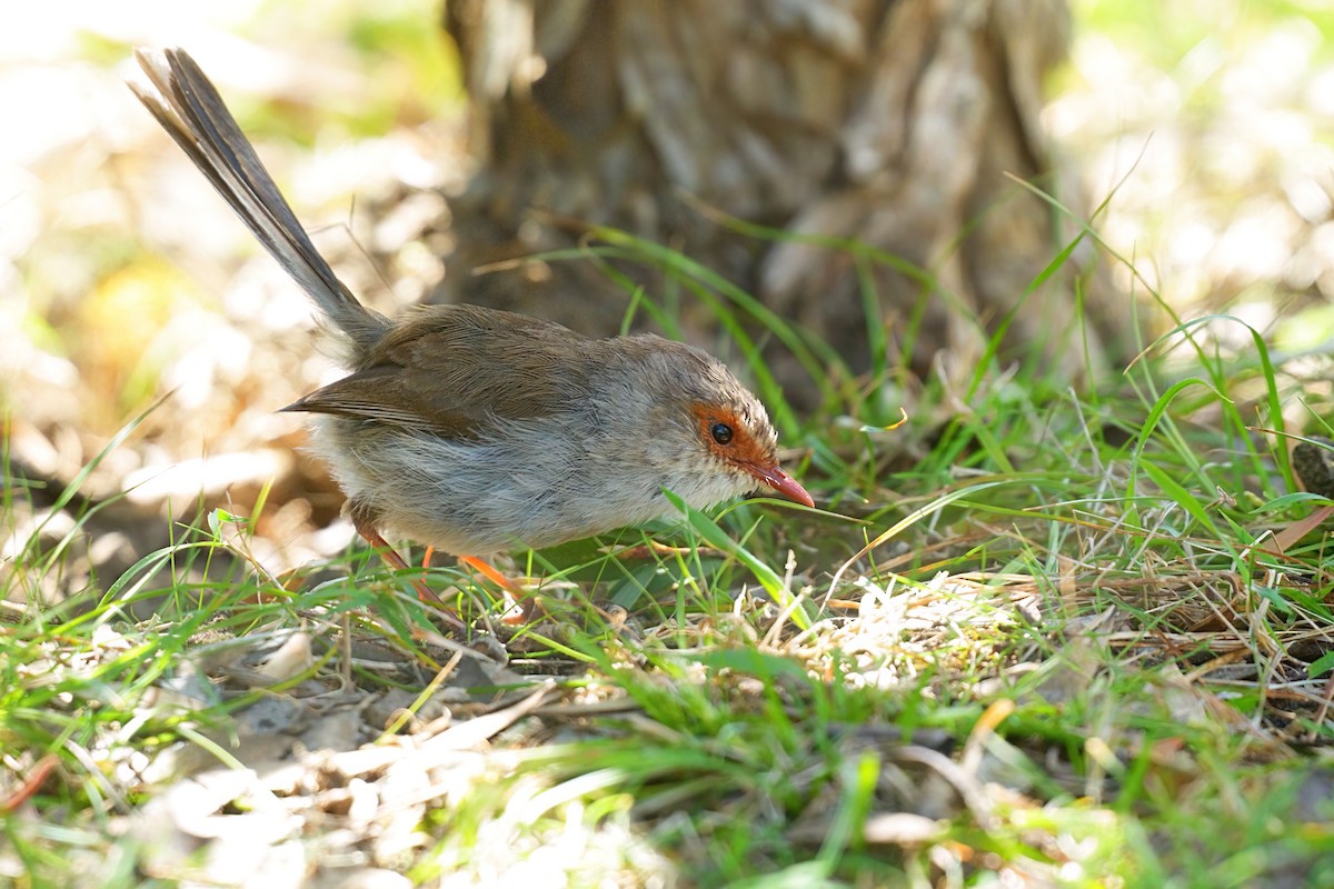 Superb Fairywren - ML644687469
