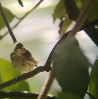 Louisiana Waterthrush - ML644687471