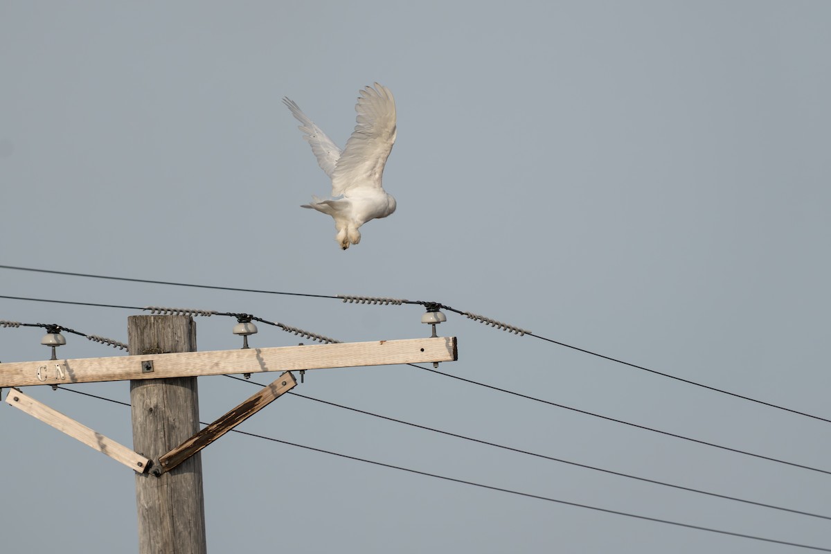 Snowy Owl - ML644687472