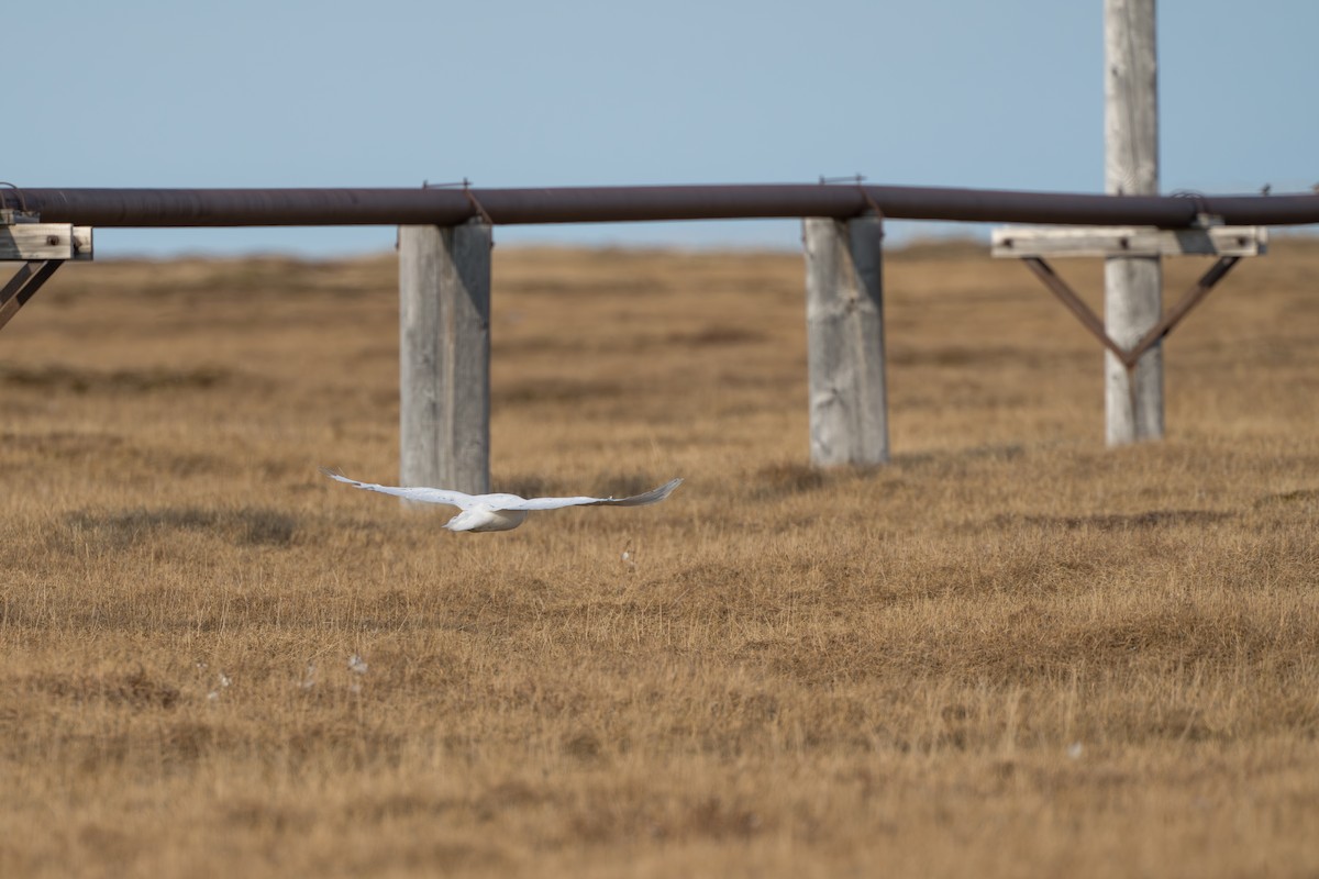 Snowy Owl - ML644687473