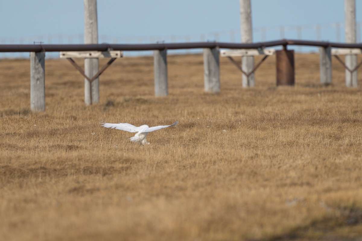Snowy Owl - ML644687474