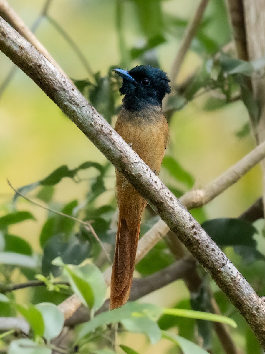 Tenggara Paradise-Flycatcher - ML644687475