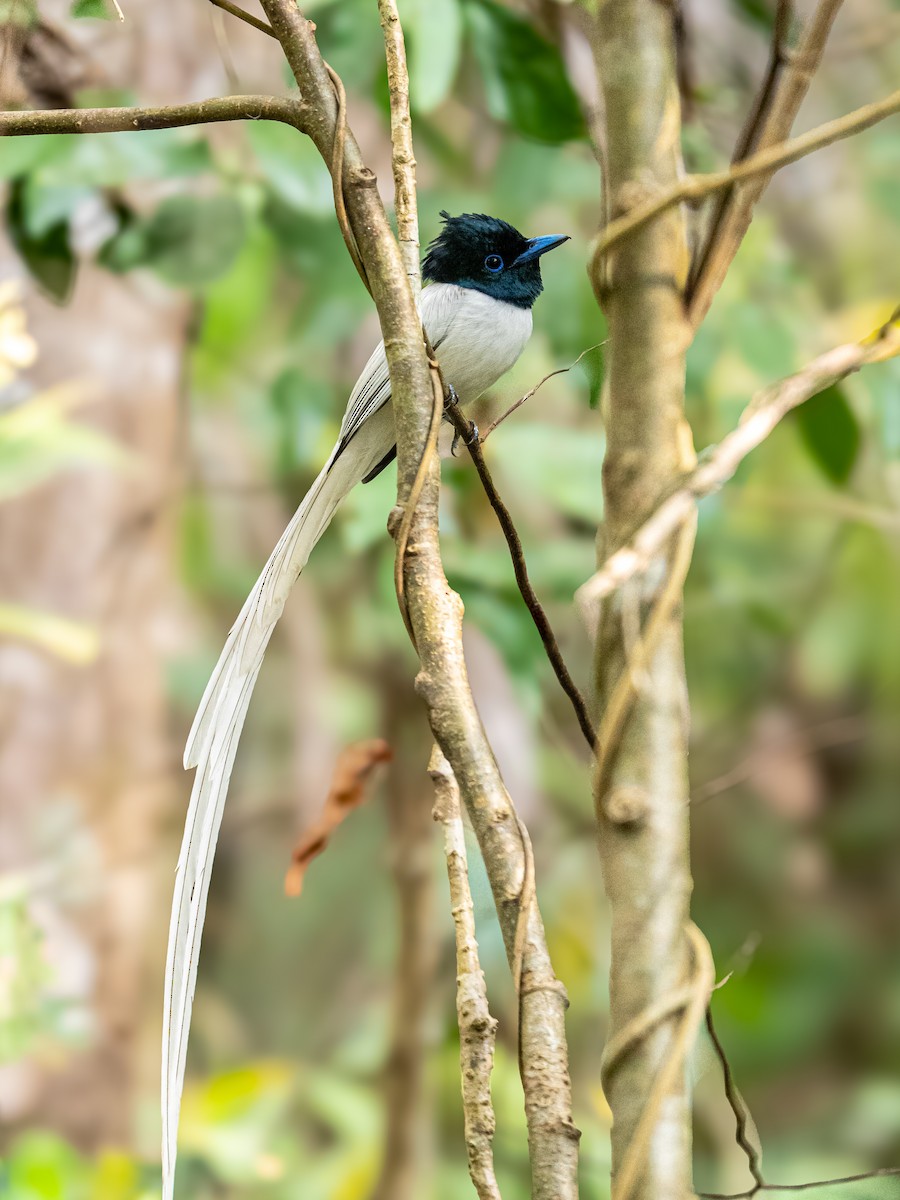 Tenggara Paradise-Flycatcher - ML644687476