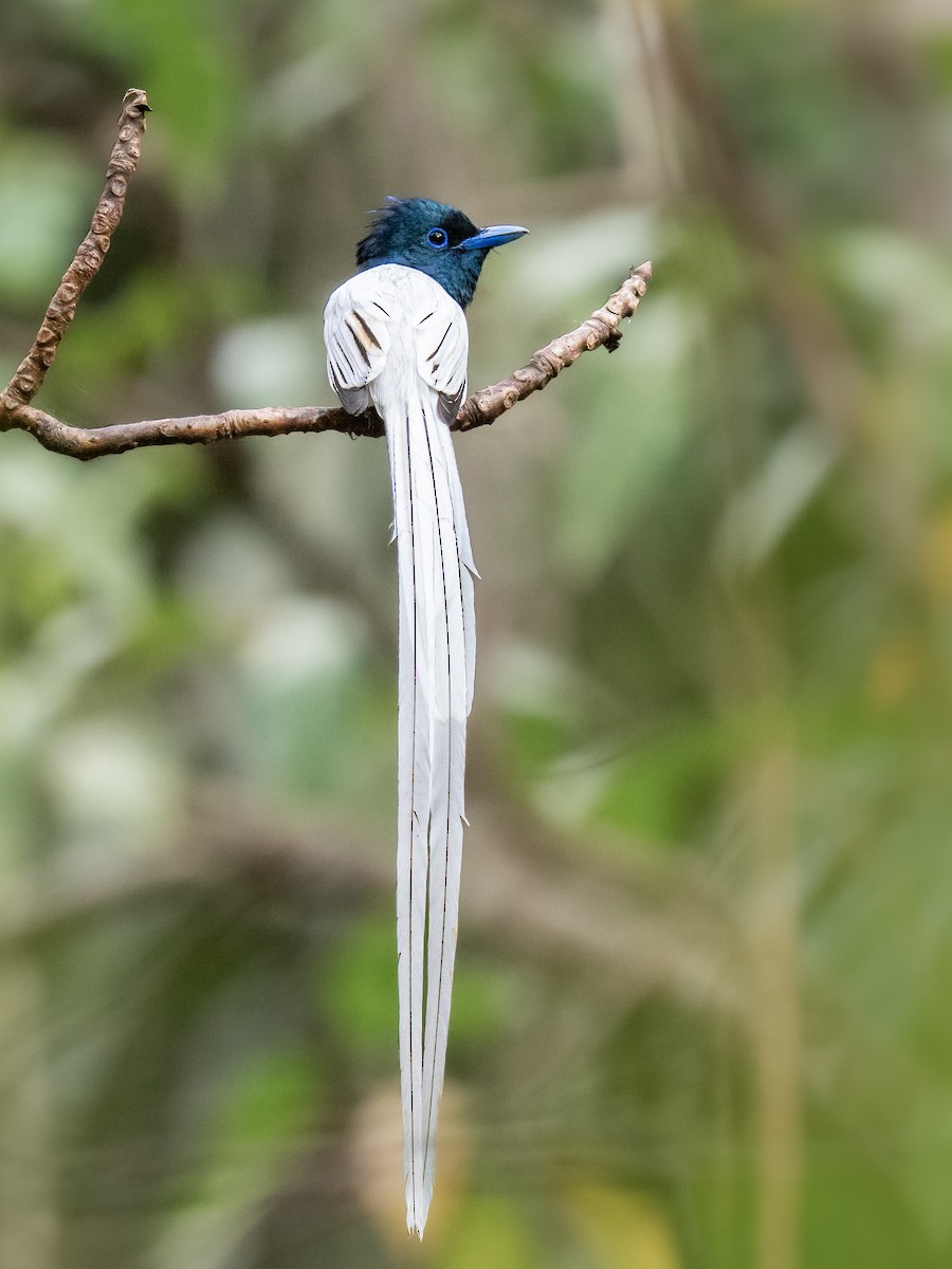 Tenggara Paradise-Flycatcher - ML644687477