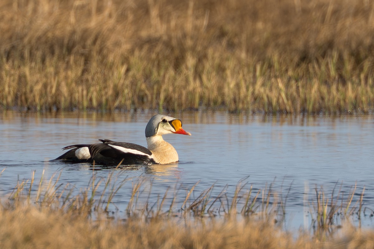 King Eider - ML644687481