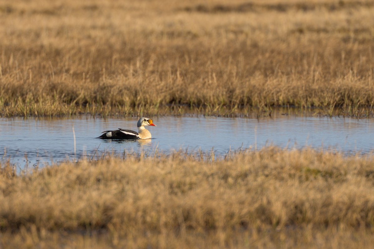 King Eider - ML644687483