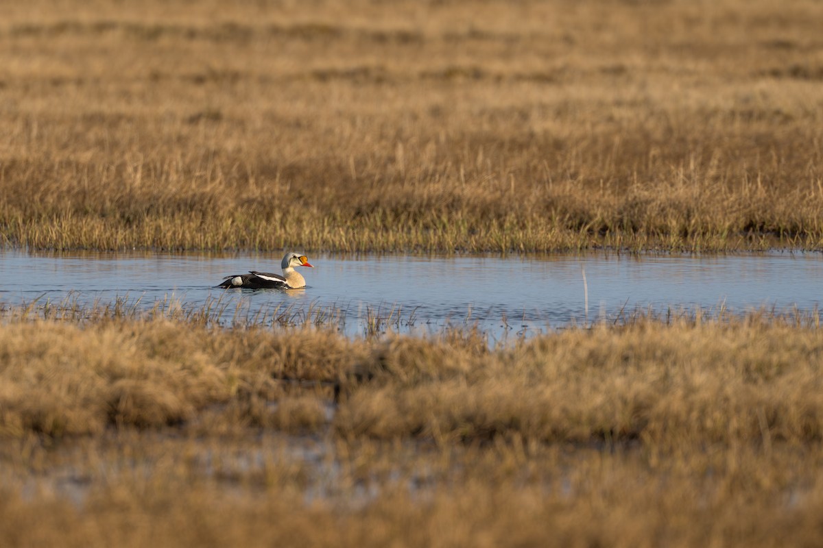 King Eider - ML644687484