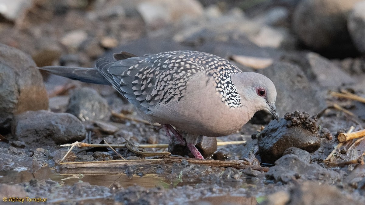 Spotted Dove - ML644687485