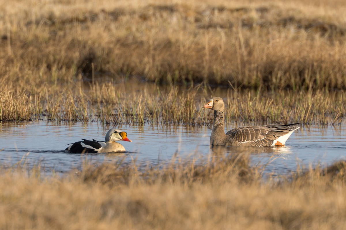 Greater White-fronted Goose - ML644687486