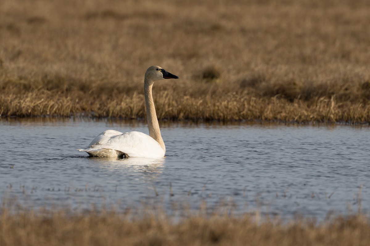 Tundra Swan - ML644687487