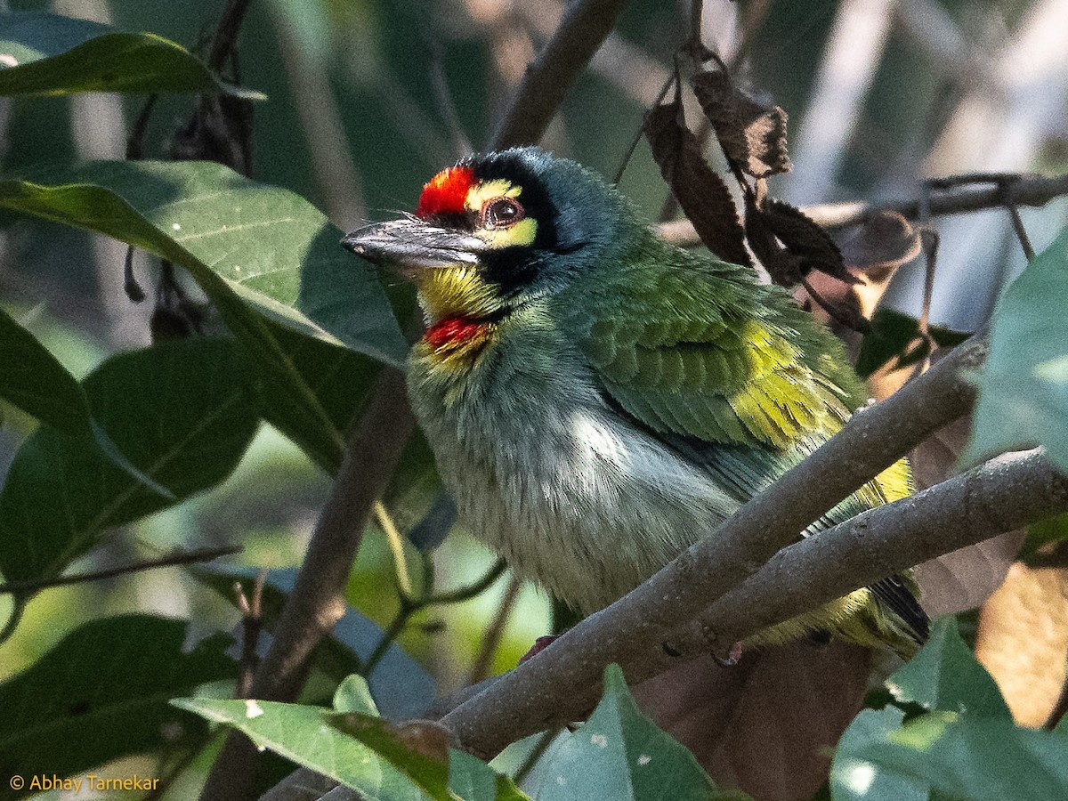 Coppersmith Barbet - ML644687488