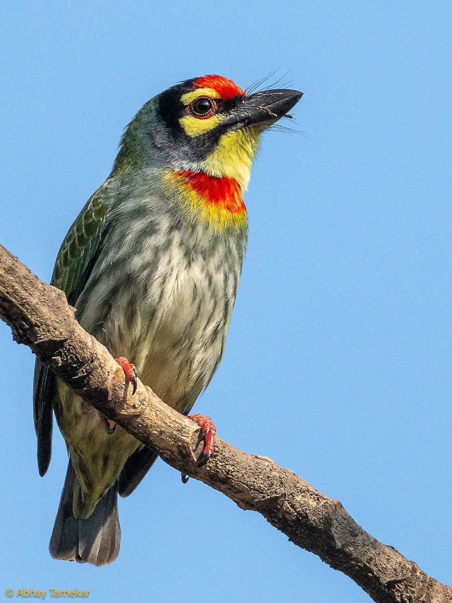 Coppersmith Barbet - ML644687489