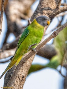 Plum-headed Parakeet - ML644687490
