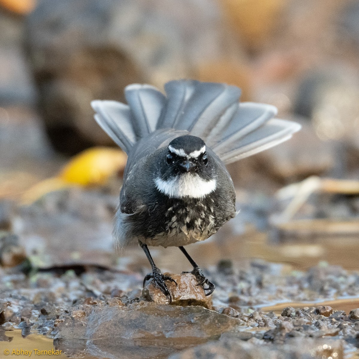 Spot-breasted Fantail - ML644687493