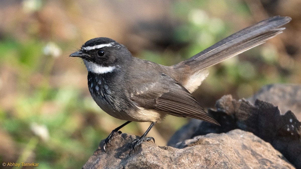 Spot-breasted Fantail - ML644687494