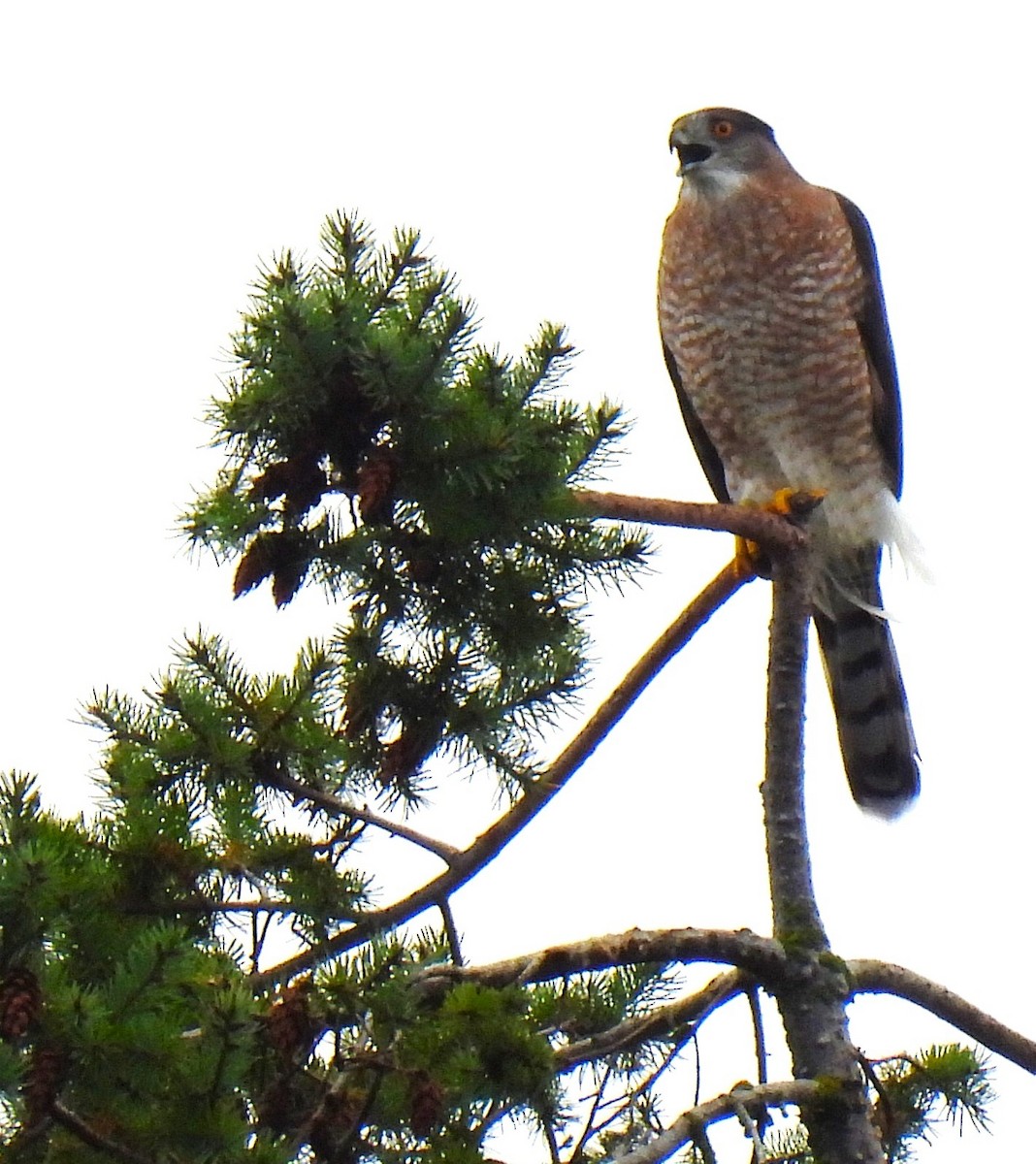 trostehauk - ML644687497