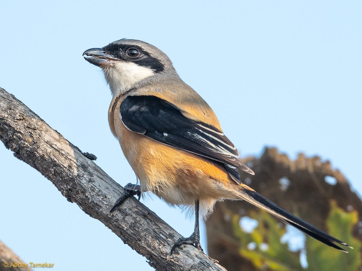Long-tailed Shrike - ML644687498