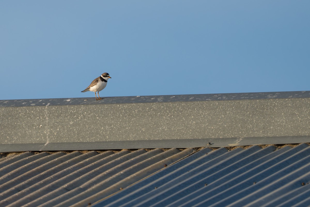 Semipalmated Plover - ML644687499