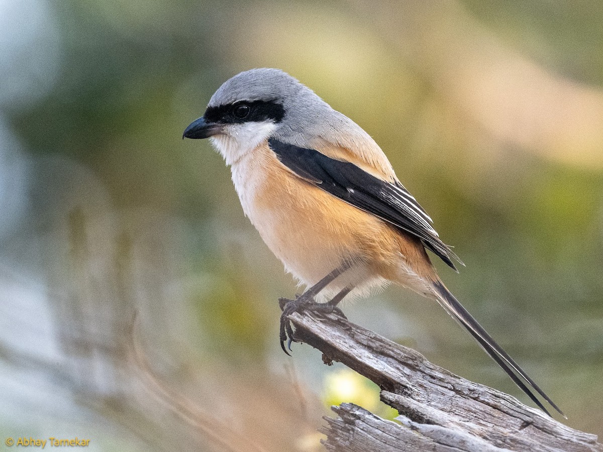 Long-tailed Shrike - ML644687500