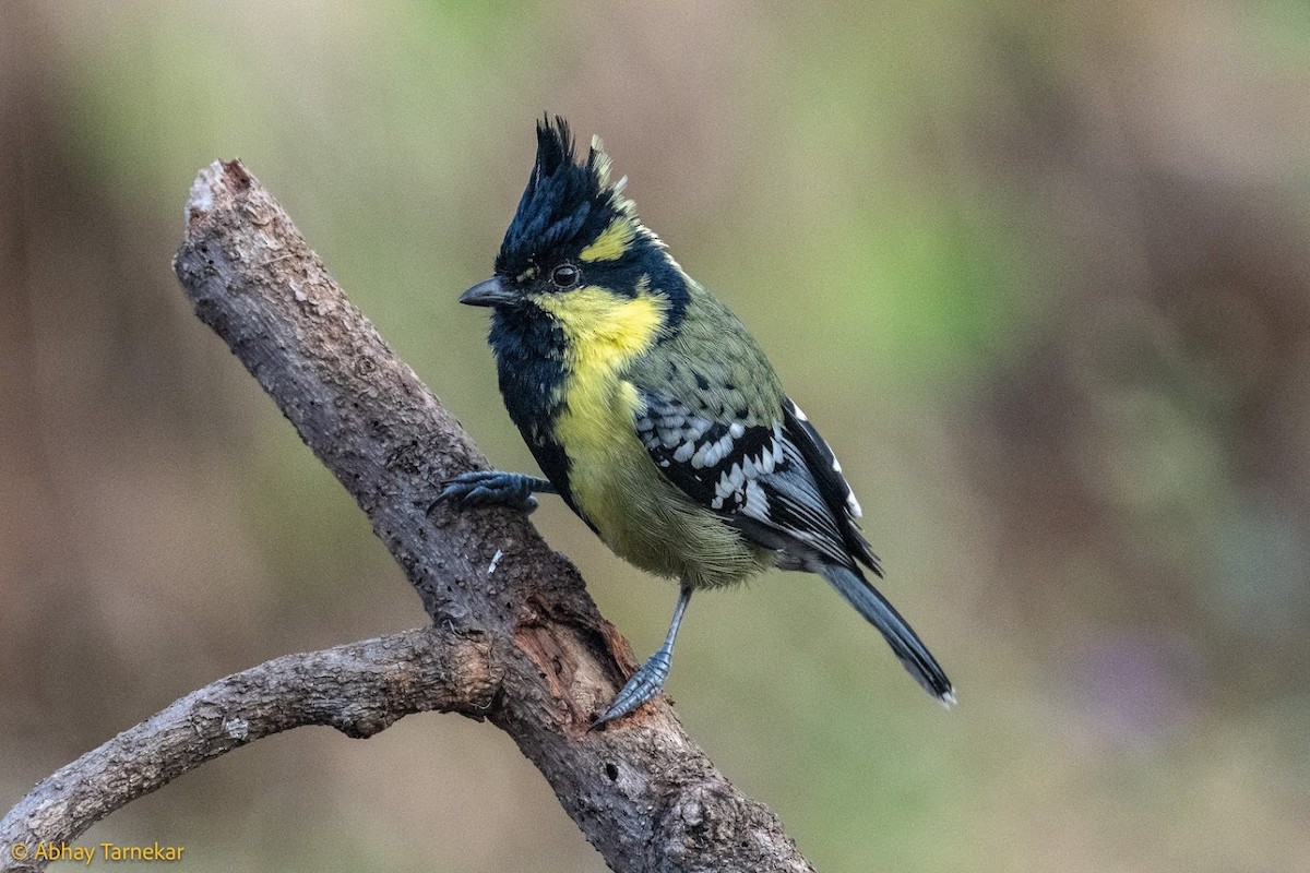 Indian Yellow Tit - ML644687505