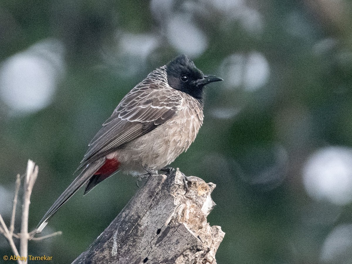 Red-vented Bulbul - ML644687506
