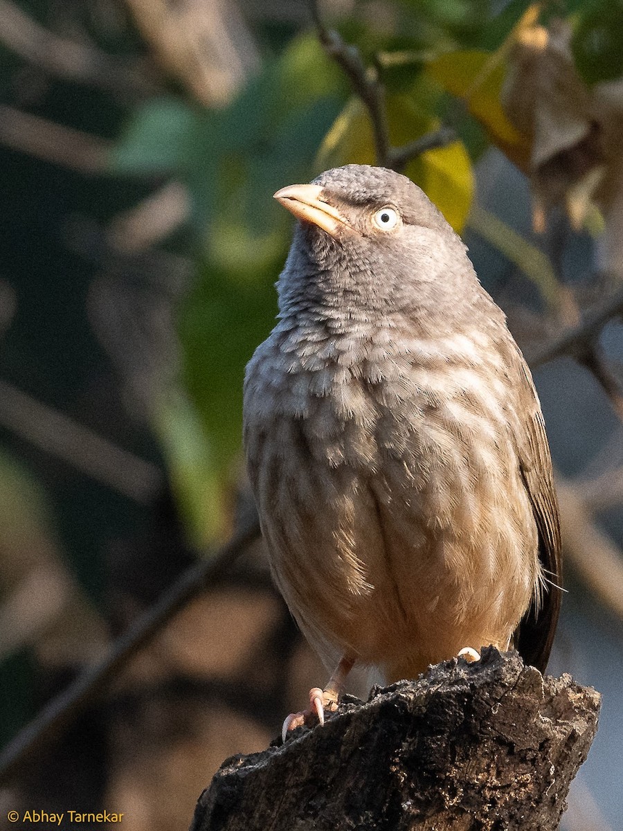 Jungle Babbler - ML644687510