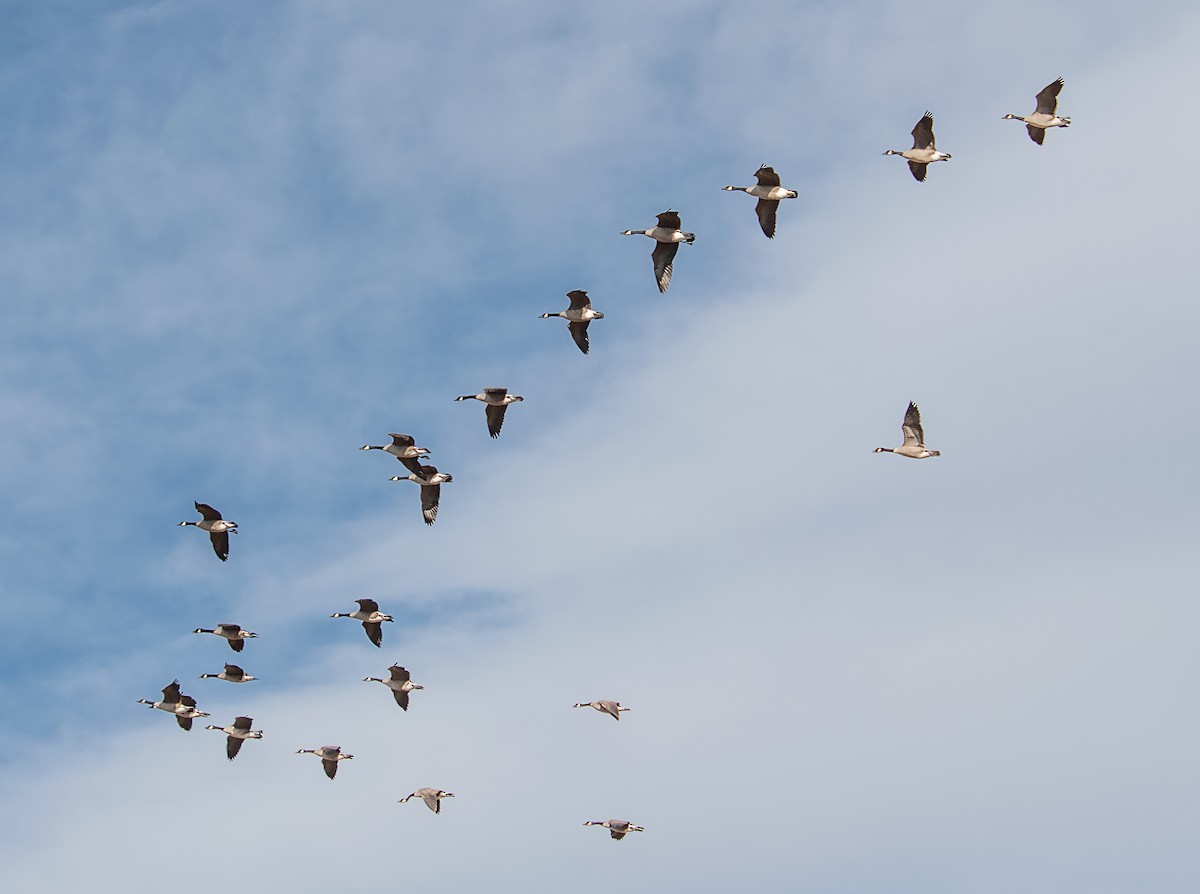 Канад галуу - ML644687512