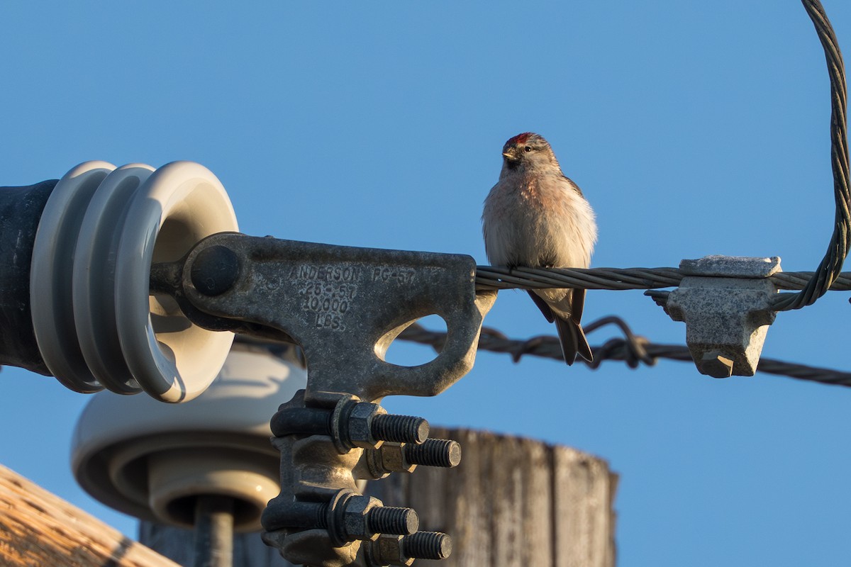 Redpoll (Hoary) - ML644687516