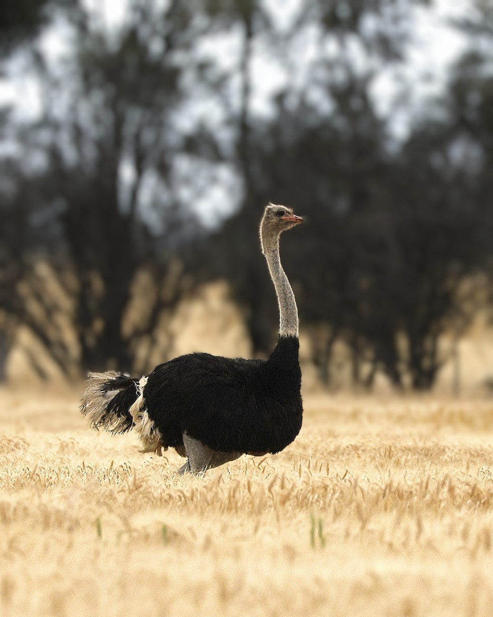 Common Ostrich - ML644687519