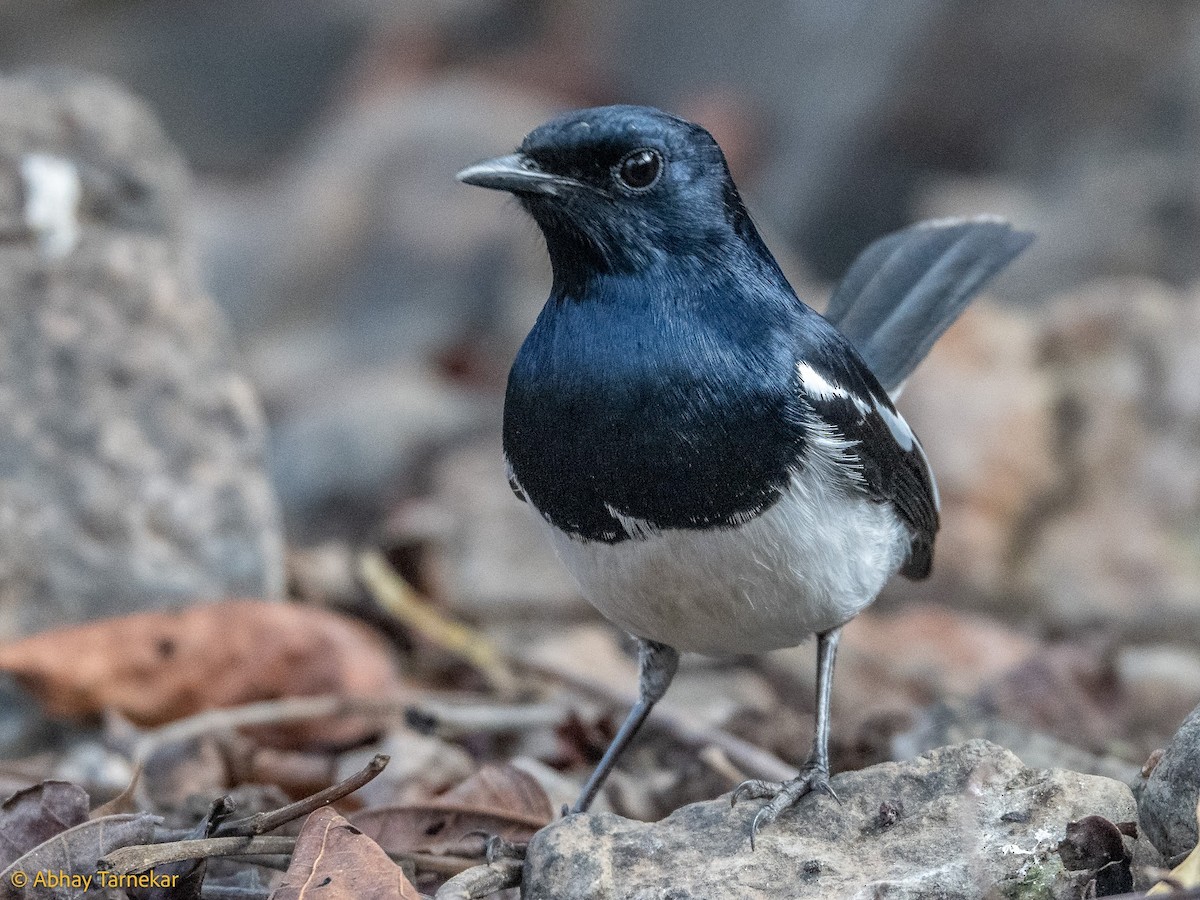 シキチョウ - ML644687520