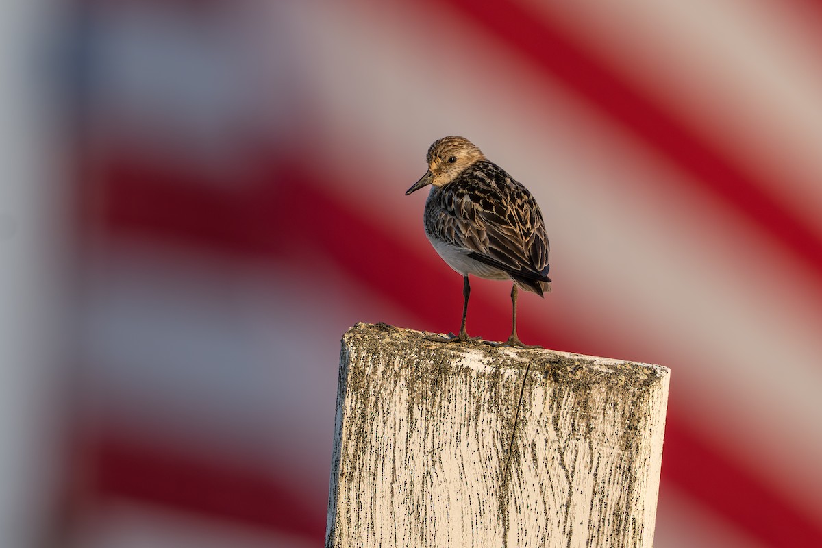 Semipalmated Sandpiper - ML644687526