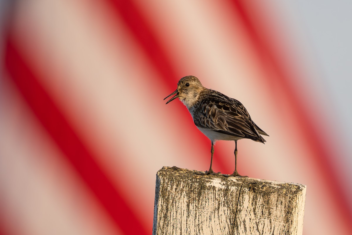 Semipalmated Sandpiper - ML644687527