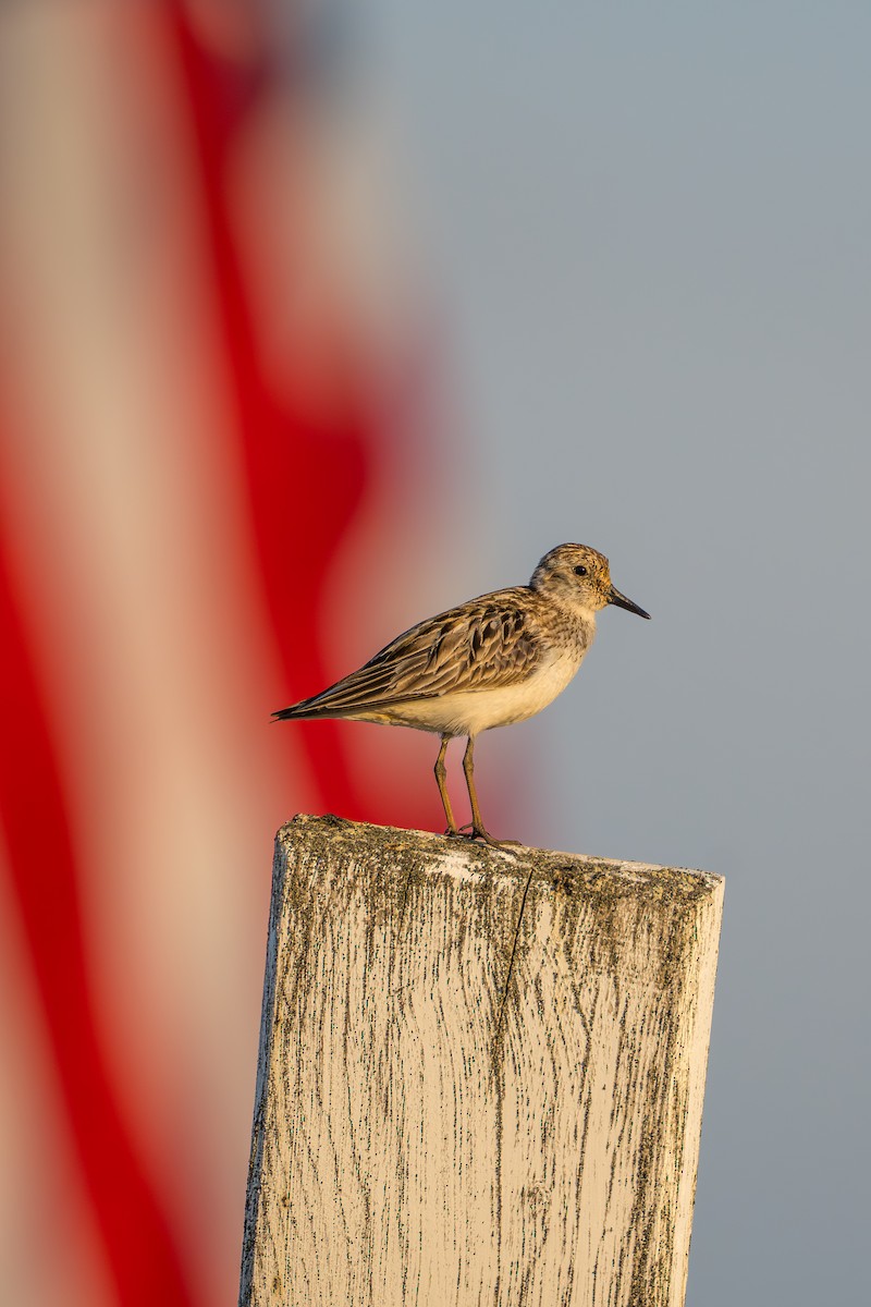 Semipalmated Sandpiper - ML644687528