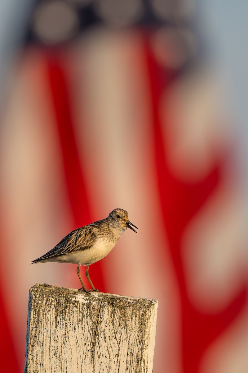 Semipalmated Sandpiper - ML644687529