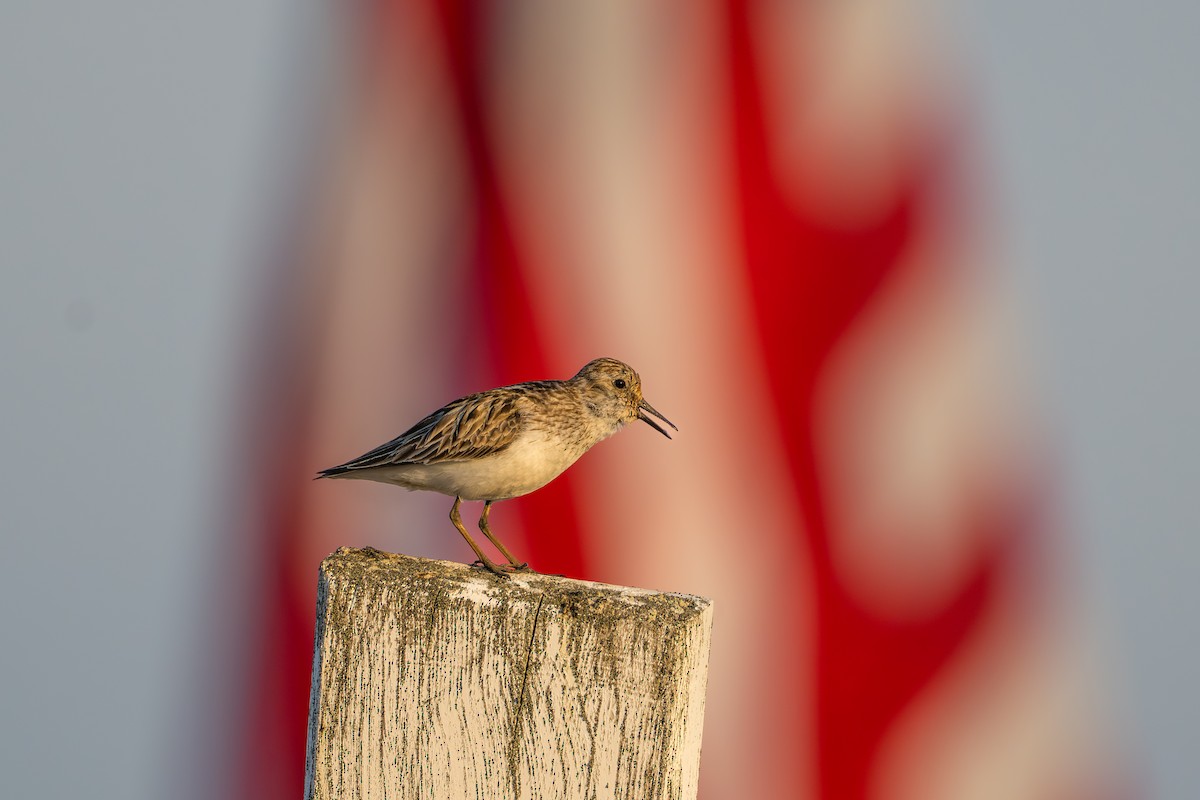 Semipalmated Sandpiper - ML644687530